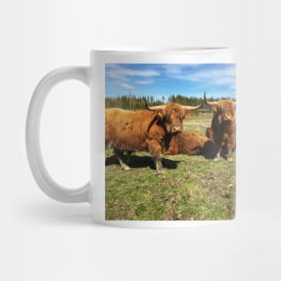 Scottish Highland Cattle Bulls 2392 Mug